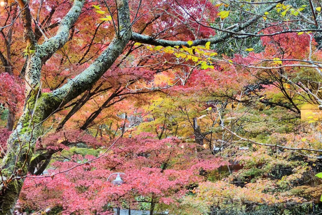 紅葉した木々